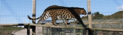 Animalarium